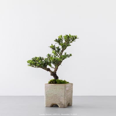 綠鑽羅漢松｜GPP5106