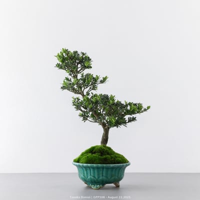 綠鑽羅漢松｜GPP5084