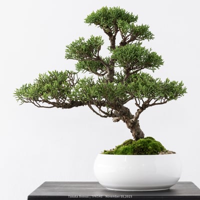 紀州真柏｜TPA5403