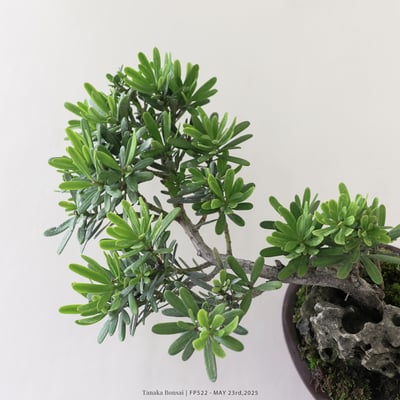 晶鑽羅漢松｜FP5227