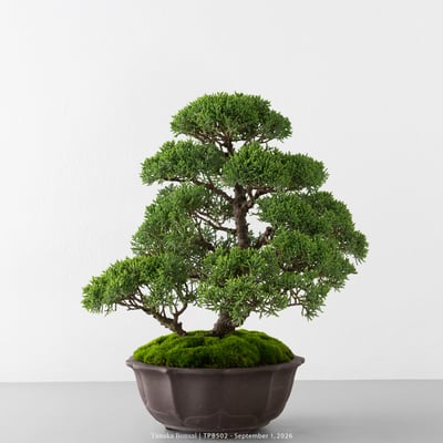 紀州真柏｜TPB5023