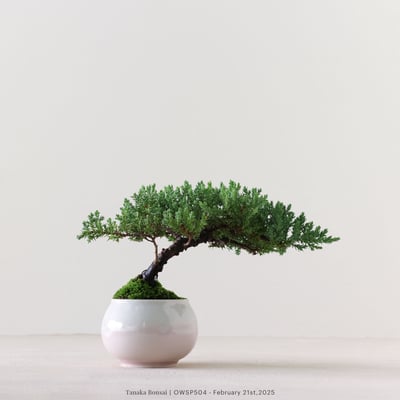 【官網限定】珍珠柏｜OWSP5046