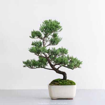 台灣真柏｜TTP7301