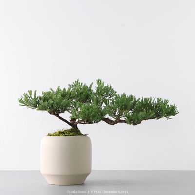 台灣真柏｜TTP5403