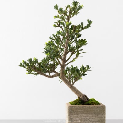 綠鑽羅漢松｜GPP5149