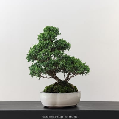 紀州真柏｜TPA5334