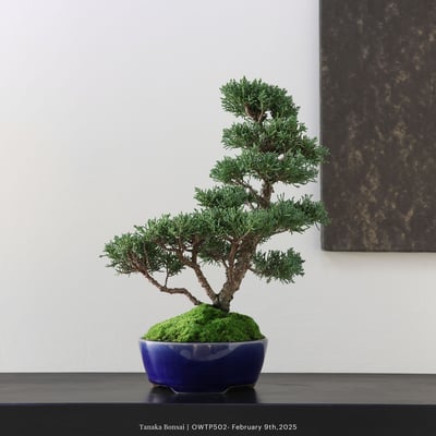 【官網限定】紀州真柏｜OWTP5026