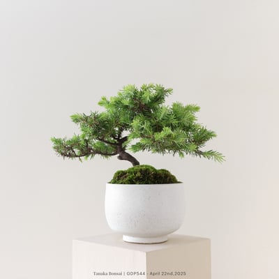 黃金杜松｜GDP5443