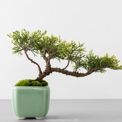 紀州真柏｜TPA5668