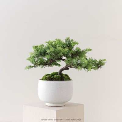 黃金杜松｜GDP5445