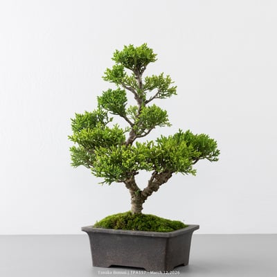 紀州真柏｜TPA5572