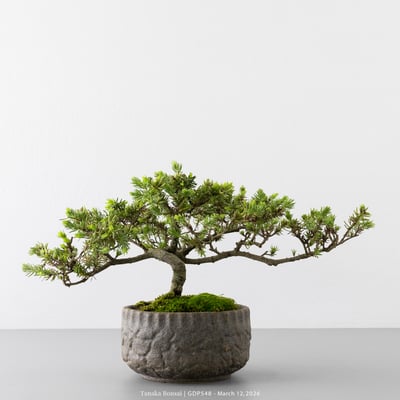 黃金杜松｜GDP5481