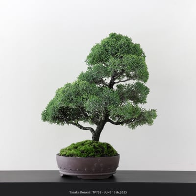 紀州真柏｜TP7534