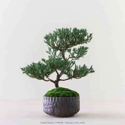 台灣真柏｜TTP5384