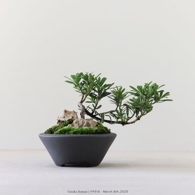 晶鑽羅漢松｜FP5163