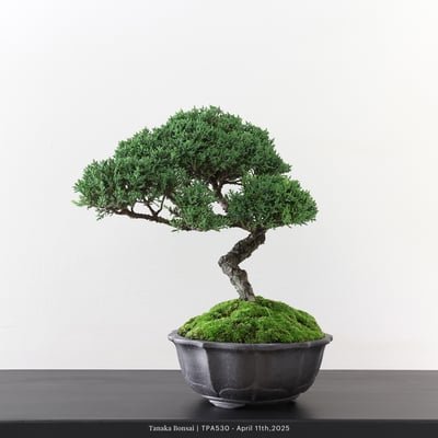 紀州真柏｜TPA5301