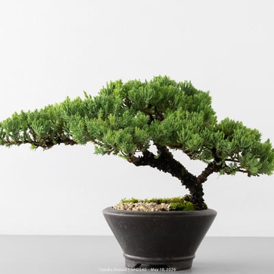 珍珠柏｜SPD5402