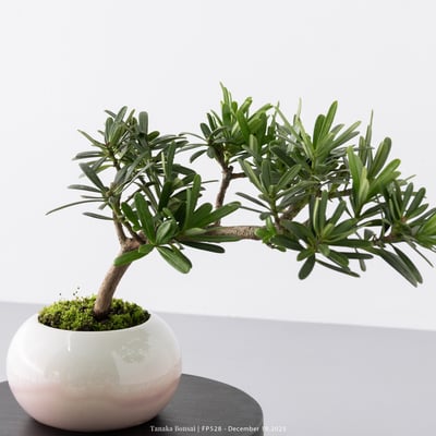 晶鑽羅漢松｜FP5283