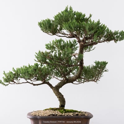 台灣真柏｜TTP7369