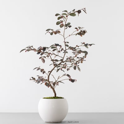 紅花繼木｜HP5216