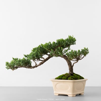 臺灣真柏｜TTP5874