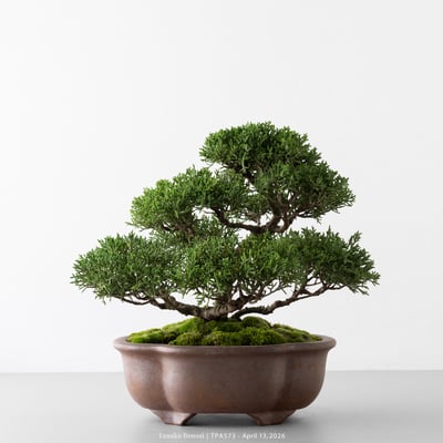 紀州真柏｜TPA5731