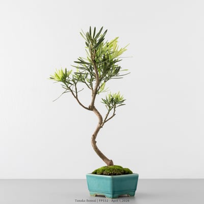虎斑羅漢松｜FP5327