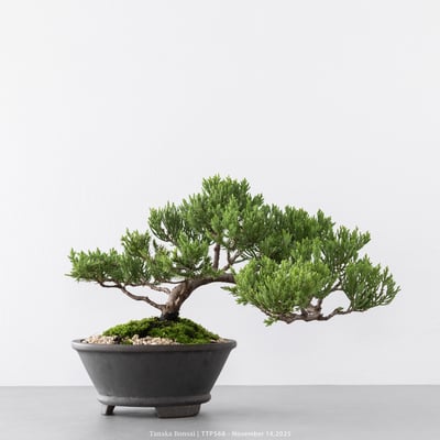 台灣真柏｜TTP5684