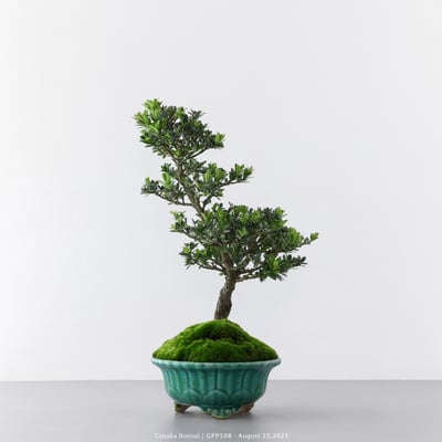 綠鑽羅漢松｜GPP5085