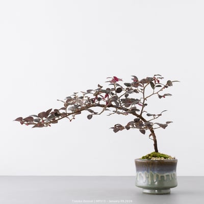 紅花繼木｜HP5151