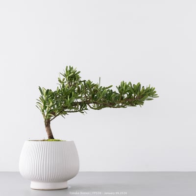 晶鑽羅漢松｜FP5304