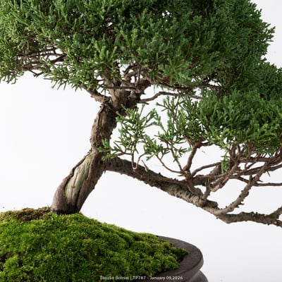 紀州真柏｜TP7874