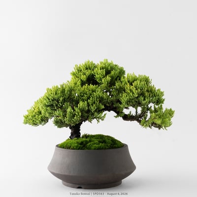 珍珠柏｜SPD5633