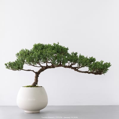 臺灣真柏｜TTP5763