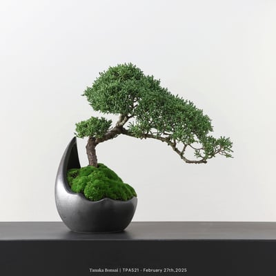 紀州真柏｜TPA5212