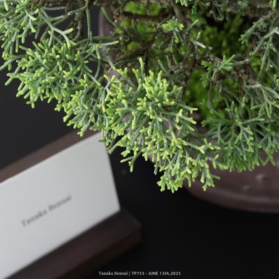 紀州真柏｜TP7537