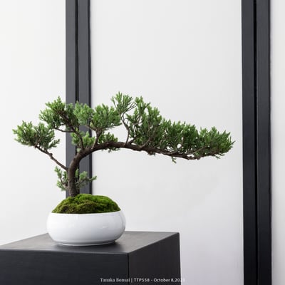 台灣真柏｜TTP5587