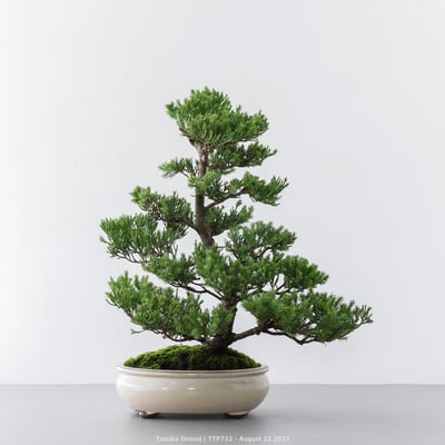 台灣真柏｜TTP7321