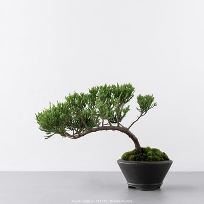 台灣真柏｜TTP5599