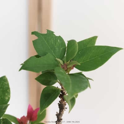 八房九重葛｜FP5178