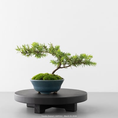 黃金杜松｜GDP5524