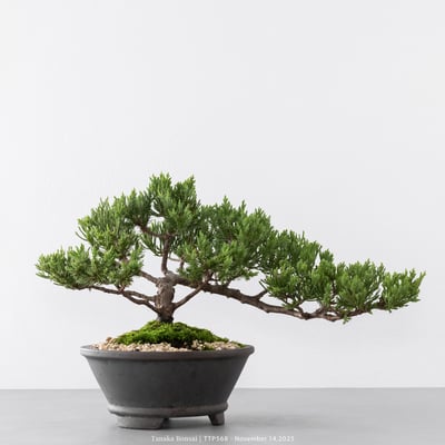 台灣真柏｜TTP5683