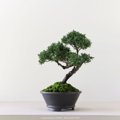 紀州真柏｜TPA5228