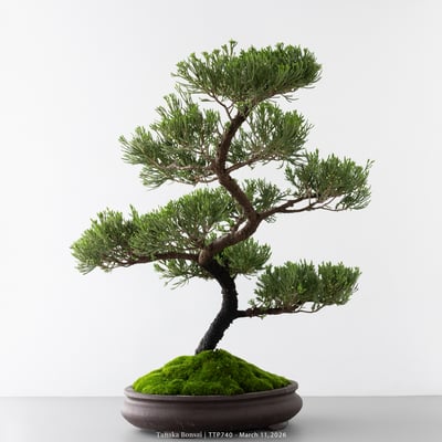 臺灣真柏｜TTP7408