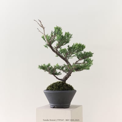 台灣真柏｜TTP5477