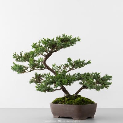 臺灣真柏｜TTP5866