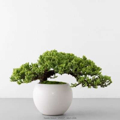 珍珠柏｜SPD5571