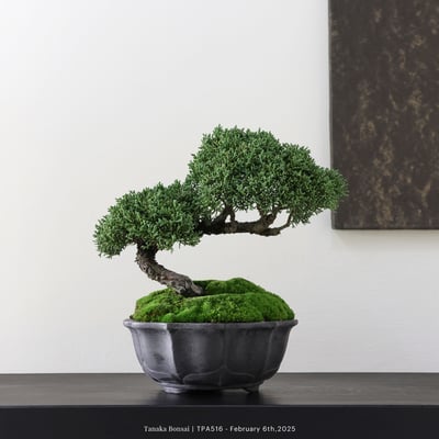 紀州真柏｜TPA5161