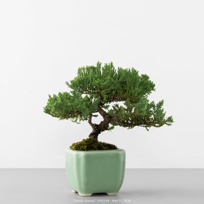 珍珠柏｜SPD5385