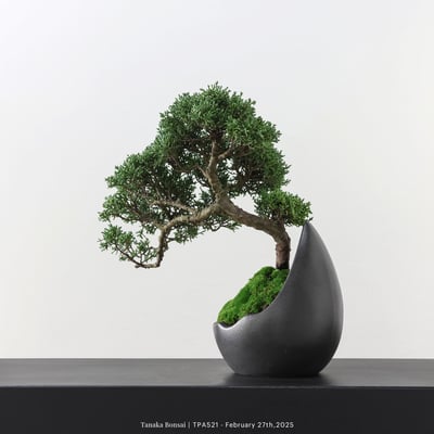 紀州真柏｜TPA5216